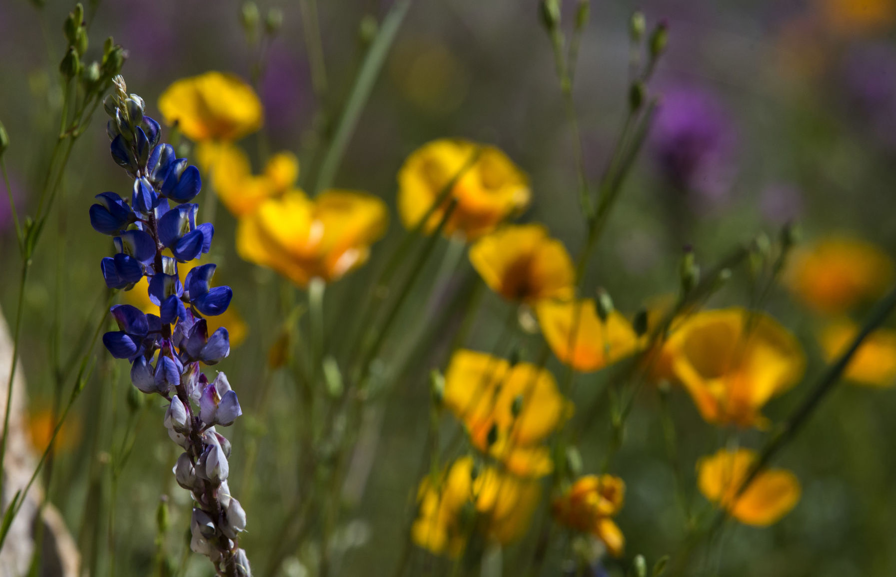 Wildflowers around Tucson, 2020
